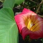 Stictocardia tiliifolia Flower