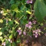 Canscora diffusa Flower