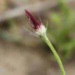 Centaurea intricata 花