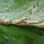 Asplenium friesiorum Folio