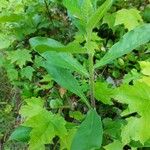 Hieracium scabrum Hoja