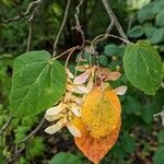 Acer davidii Autre