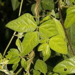 Desmodium cajanifolium Leaf