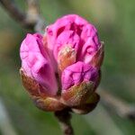 Rhododendron oreodoxa Flower