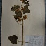 Clematis buchananiana Altres