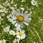 Leucanthemum ircutianum Квітка