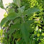 Buddleja globosa Leaf