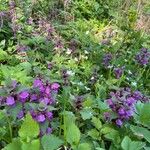 Lamium maculatumFlower