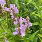 Physostegia virginiana 花