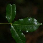 Zanthoxylum asiaticum Hostoa