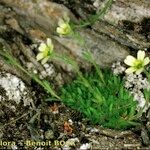 Saxifraga muscoides Habitus