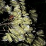 Thapsia garganica Blüte