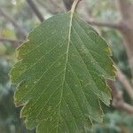 Sorbus intermediaBlad