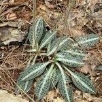 Goodyera pubescens Blatt