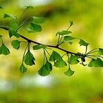 Ginkgo biloba Leaf