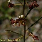 Cleome violacea Other