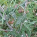 Echinops sphaerocephalus Frunză