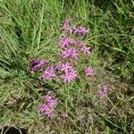 Centaurium erythraeaKvet