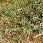 Verbena officinalis Blad