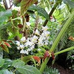 Begonia angularis 花