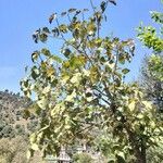 Pterospermum acerifolium Blad