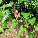 Dioscorea oppositifoliaഇല