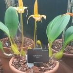 Bulbophyllum lobbii Лист