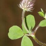 Trifolium ligusticum Інше