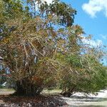 Excoecaria agallocha Habit