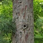 Pinus koraiensis 樹皮