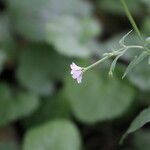 Epilobium montanum Квітка