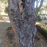 Pinus patula Bark