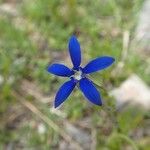 Gentiana utriculosa Квітка