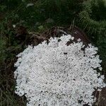 Daucus carota Flower