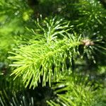 Abies cilicica Φύλλο