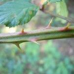 Rubus questieri 樹皮