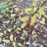 Chenopodium polyspermum Blad