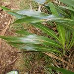 Cordyline mauritiana Hoja