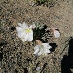 Eulobus californicus Flower