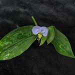 Commelina maculata Hábito