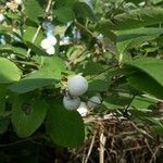 Symphoricarpos albus Fruit