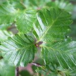 Nothofagus pumilio Other