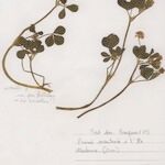 Trifolium resupinatum Habit