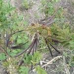 Desmanthus virgatus Fruit