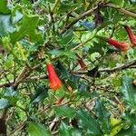 Desfontainia spinosa Flower