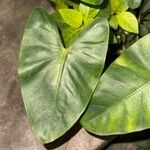 Alocasia zebrina Leaf