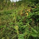 Allium vineale Habitat