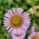 Erigeron glaucus Flor