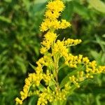 Solidago giganteaFlower