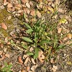 Tuberaria lignosa Blatt